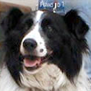 Mattie was adopted in July, 2006